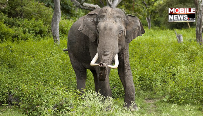 Elephant