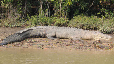 Crocodiles