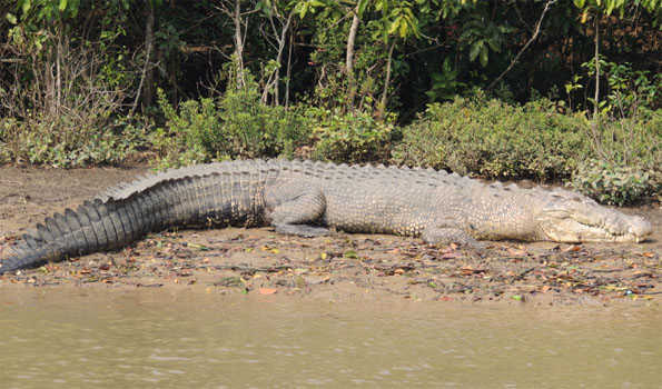 Crocodiles