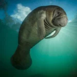 Dugong