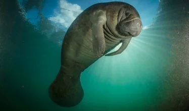 Dugong