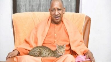 Yogi with cat