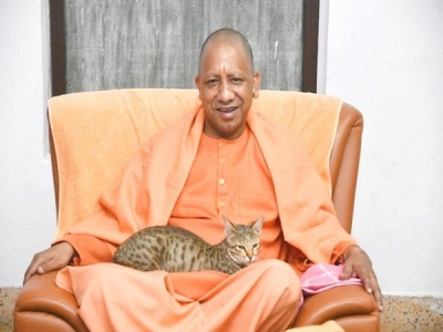 Yogi with cat