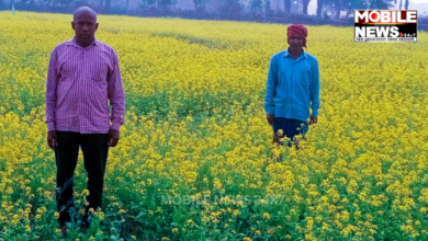 Mustard Cultivation