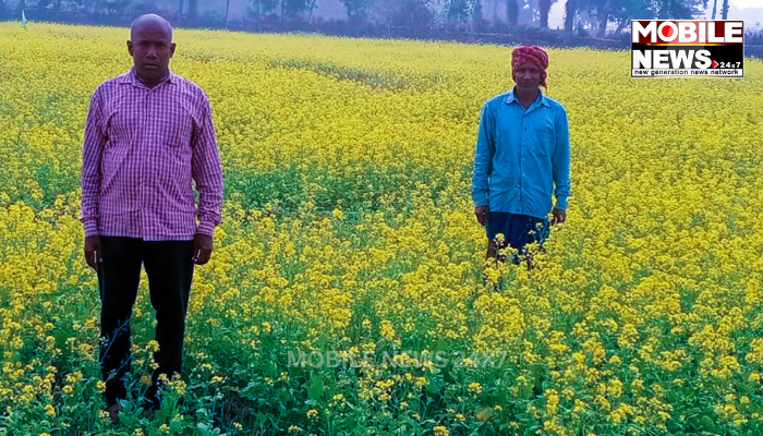 Mustard Cultivation