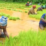 Odisha Farmer
