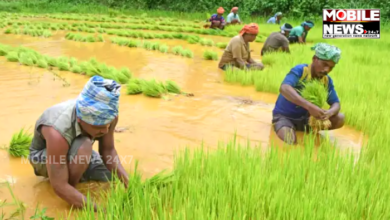 Odisha Farmer