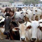 Cattle