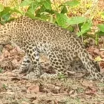 Leopard died