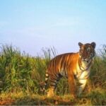 Tigers Rajasthan
