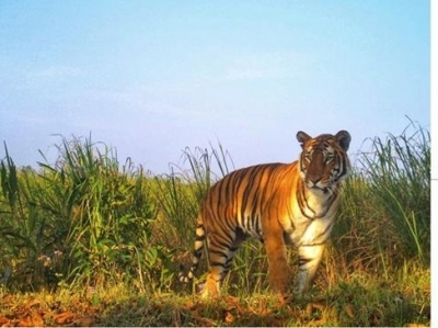 Tigers Rajasthan