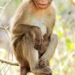 Chained Monkey