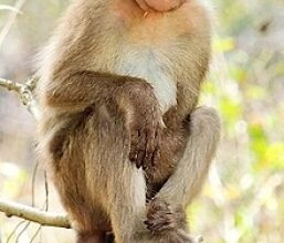 Chained Monkey