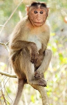 Chained Monkey