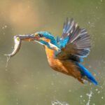 Kingfisher