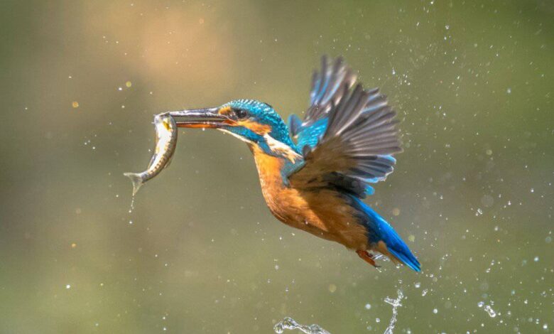 Kingfisher