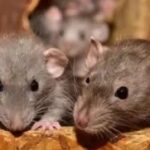 Rats