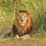 Gir sanctuary
