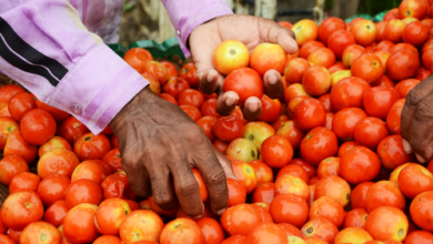 Tomatoes looted