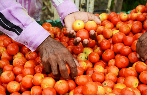 Tomatoes looted