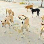 Street dogs