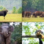 Similipal National Park