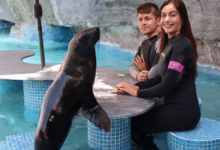 #SurbhiChandna #DolphinEncounter #AbuDhabiDiaries #FeelGoodOriginals #IshtamSong