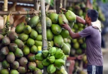 Coconut prices double