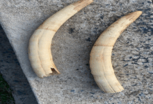 #WildlifeCrime #ElephantTusksSeized #OdishaSTF #StopPoaching #SaveElephants #ForestProtection