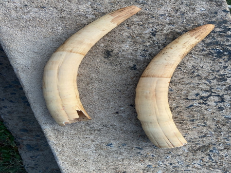 #WildlifeCrime #ElephantTusksSeized #OdishaSTF #StopPoaching #SaveElephants #ForestProtection