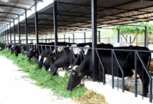 dairy sector