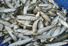 ICAR-Central Marine Fisheries Research Institute