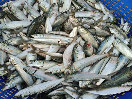 ICAR-Central Marine Fisheries Research Institute