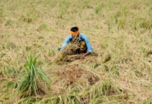 Biomass Energy Green Power