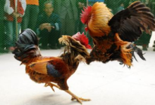 Cockfighting Animal Cruelty