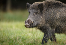 Wild Boar Attack Pulwama