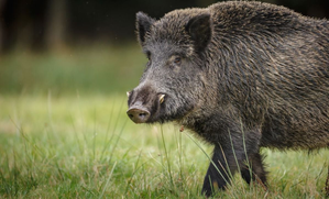 Wild Boar Attack Pulwama